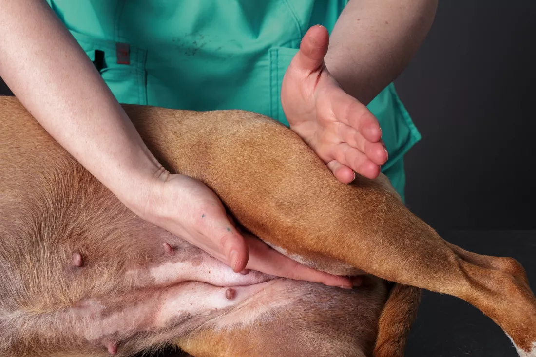 veterinarian-does-dog-massage-veterinary-clinic