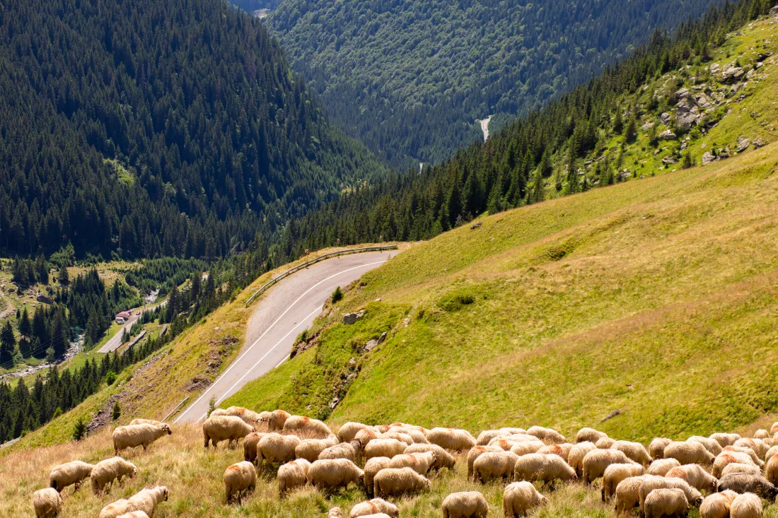 sheep-graze-meadow-beautiful-landscape-mountains-with-road-transport-garage-route