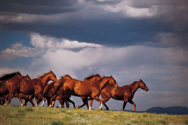 zawód - Technik hodowca koni