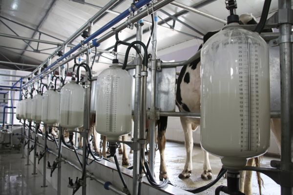 zawód - Technik przetwórstwa mleczarskiego