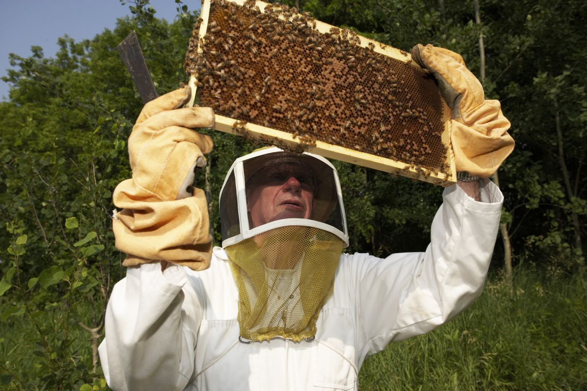 Когда собирают мед. Пчелы пасека. Пчеловод на пасеке. Пасечник с пчелами. Пасечник пчеловод.